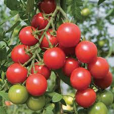 TXT 1 Tomates cerises